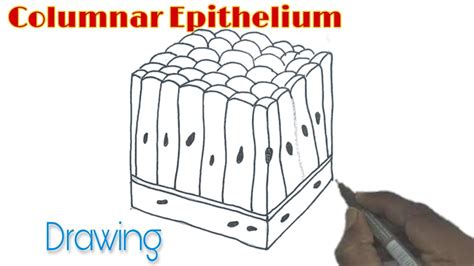 Columnar Epithelium Drawing/ How to draw Columnar Epithelium - YouTube