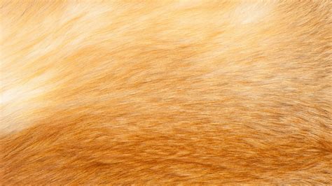 Fox Fur Texture