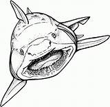 Free Printable Shark Coloring Pages For Kids sketch template