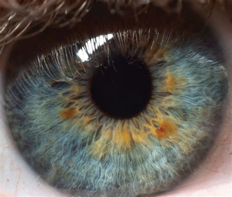 Pupil | Iris, Optic Nerve & Retina | Britannica