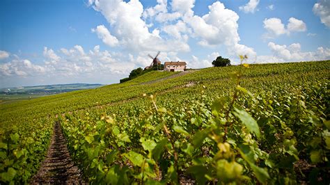 The Vineyards Of Champagne & Burgundy Are So Special, The UN Has Named ...