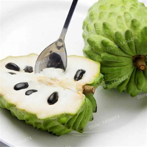 20pcs Soursop Graviola Seeds – Best Seeds Online | Free Shipping Worldwide | BestSeedsOnline.com