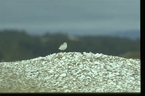 Public Domain Picture | Snowy Plover Habitat at North Spit. | ID ...