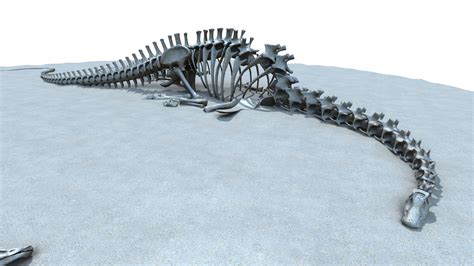 Diplodocus skeleton model - TurboSquid 1299043