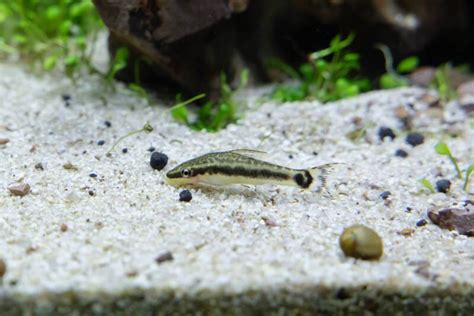 Otocinclus Care Guide Species Profile Fishkeeping World, 53% OFF