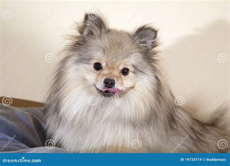 Small, soft, dog stock photo. Image of yappy, mixed, yippie - 19733114