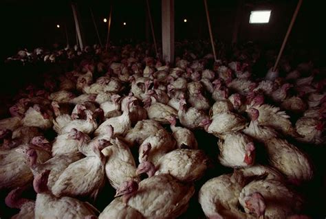 Turkey factory farming: The shocking truth behind your Christmas dinner