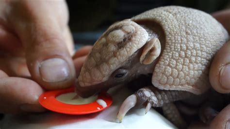 Baby Armadillo Photos, Videos, and Facts - Animal Hype