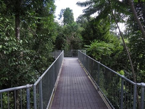 Mamu Tropical Skywalk - Aussie Bushwalking