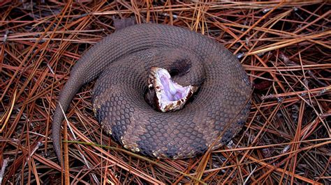 Water Moccasin, Cottonmouth: Different Names, Same Venomous Snake | HowStuffWorks