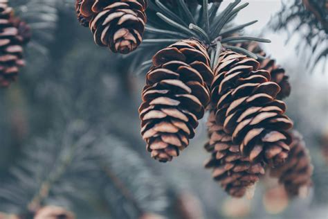 Close Up Photography of Pine Cones · Free Stock Photo