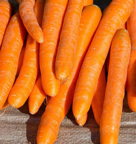 Autumn King Organic Carrot Seeds – West Coast Seeds