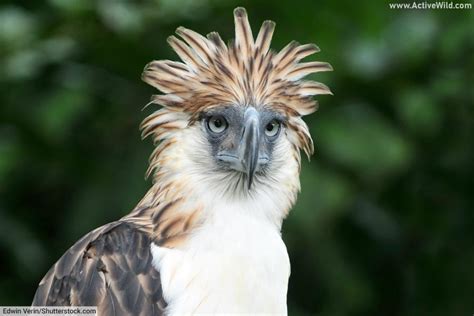 Philippine Eagle Facts, Pictures, Complete Species Guide - Active Wild