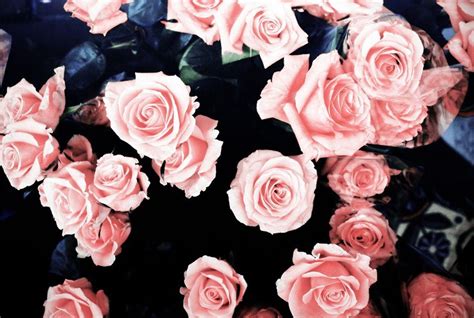 Roses Aesthetic PC Wallpapers - Wallpaper Cave