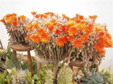 Echinopsis chamaecereus - Peanut Cactus | World of Flowering Plants