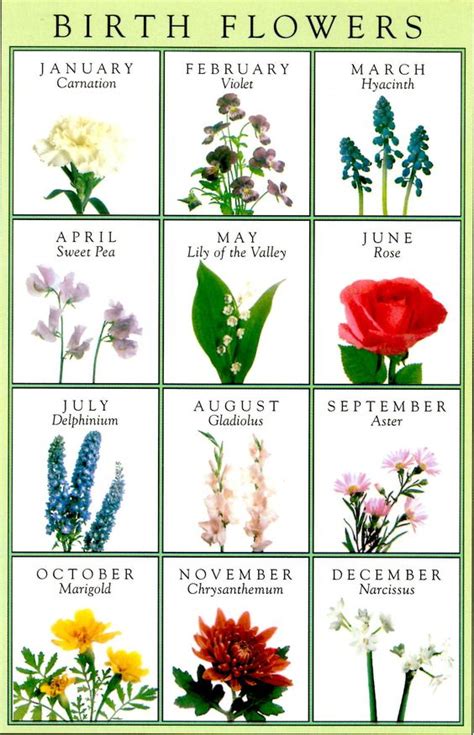 Birth Flowers greeting card | Horoscopes/Birthstones & Flowers | Pinterest | Births, More ...