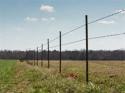 Barbed Wire Fence Cattle