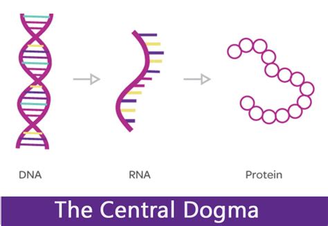 The Central Dogma; Process of Transcription and Translation (DNA to RNA) - Biotechnology-BS ...