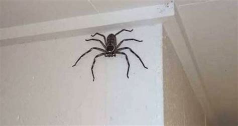 Huntsman Spider Size