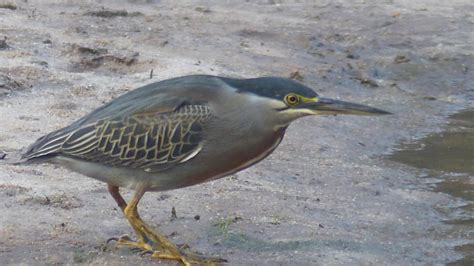 Striated Heron | MarkEisingBirding