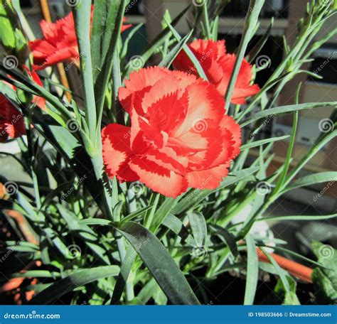 Carnation Flower stock photo. Image of beautiful, scientific - 198503666