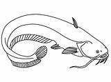 Flathead Catfish Coloring Page Pages sketch template