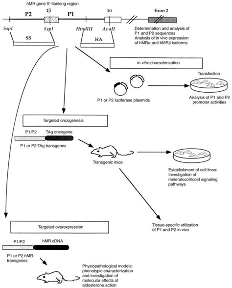 Strategies used to study human mineralocorticoid receptor expression... | Download Scientific ...