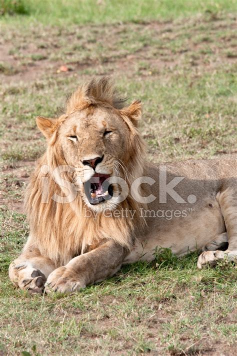 Young Male Lion Yawning Or Roaring Stock Photo | Royalty-Free | FreeImages