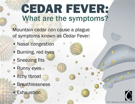 Taking the Burn out of Cedar Fever | Treatment Options