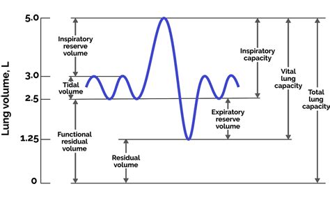 Residual volume is:(a) Lesser than Tidal volume (b) Greater than ...