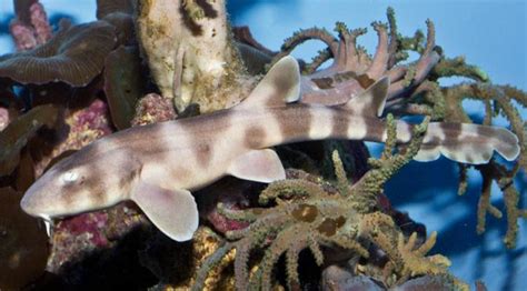 Mystery Shark Birth: Pup Born in Aquarium With No Fathers Around - NBC News