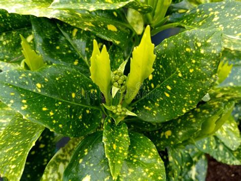 Aucuba Japonica `Variegata` Stock Photo - Image of bright, yellow ...