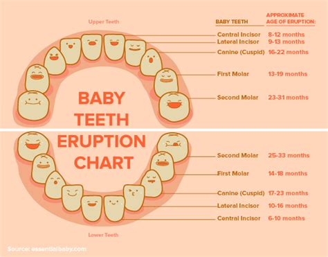 Dentist Kirkland | Baby Teeth