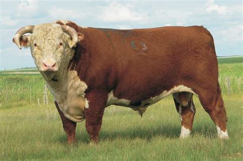 Beef Cattle Discovery - Breeds - Hereford | Animal & Food Sciences