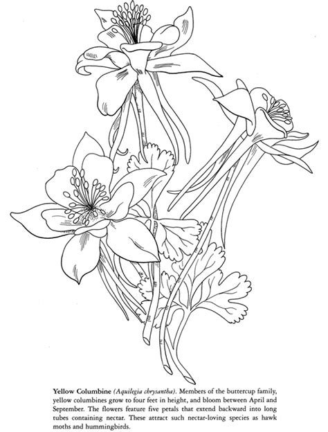 Columbine Flower Drawing at GetDrawings | Free download