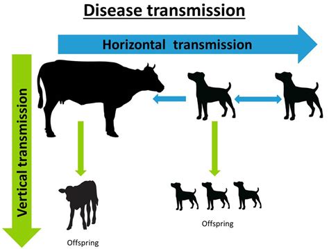 Farm Health Online – Animal Health and Welfare Knowledge Hub – Neospora caninum