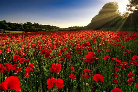 #22426 Tulip HD, Red Flower, Field - Rare Gallery HD Wallpapers