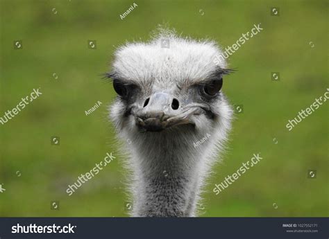 413 Angry ostrich Images, Stock Photos & Vectors | Shutterstock