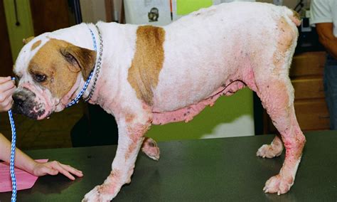 Droll Bulldog Dermatitis Treatment - l2sanpiero