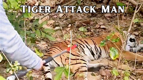 Tiger Attack Man and Waited Outside 3 Nights | Full video Tiger Rescue - YouTube