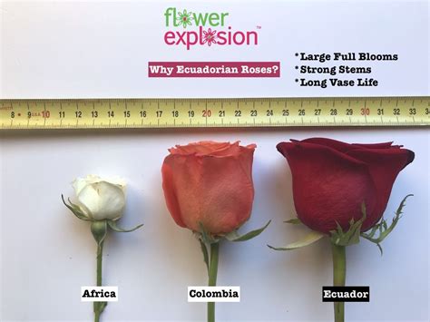 Why Are Ecuadorian Roses The Best In The World? | Ecuadorian roses, Ecuadorian, Rose