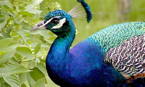 Indian Blue Peafowl | Franklin Park Zoo