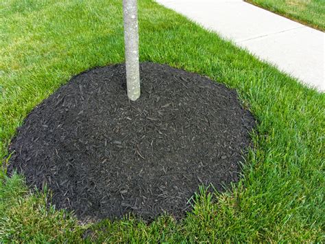 Tree Installation | Hawkins Landscaping Inc