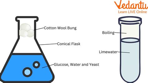 Yeast Fermentation Experiment: Things You Did Not Know About It.