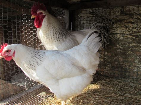 Delaware Chicken Thread! | BackYard Chickens - Learn How to Raise Chickens