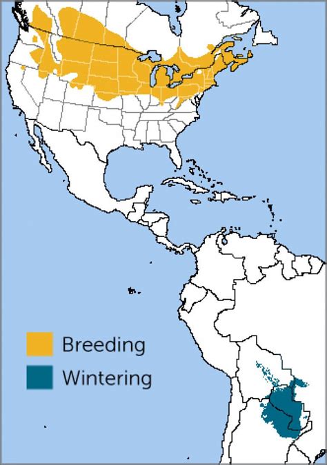 Bobolink - American Bird Conservancy