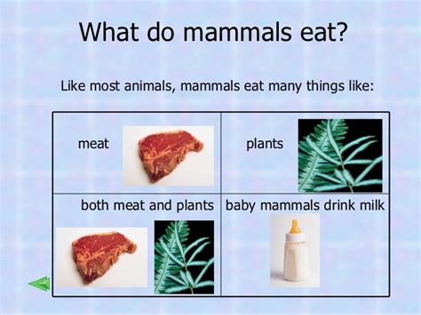 Marvelous Mammals