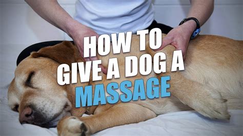 How To Help Dog With Arthritis In Spine