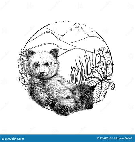 Hand Drawn Bear Cub, Sketch Graphics Monochrome Illustration on White Background Stock ...