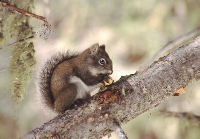 Mount Graham Red Squirrels | Mount Graham Coalition